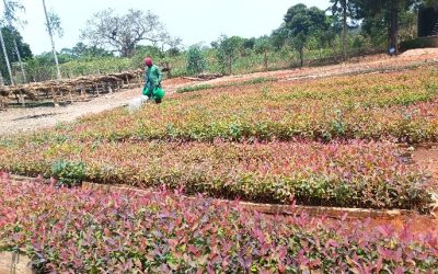 Strengthening Tree Nurseries and Restoring Woodlots in Nakasongola
